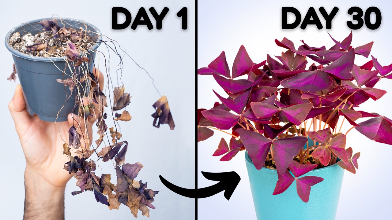 Force Your Oxalis Into Dormancy For A Healthier Plant