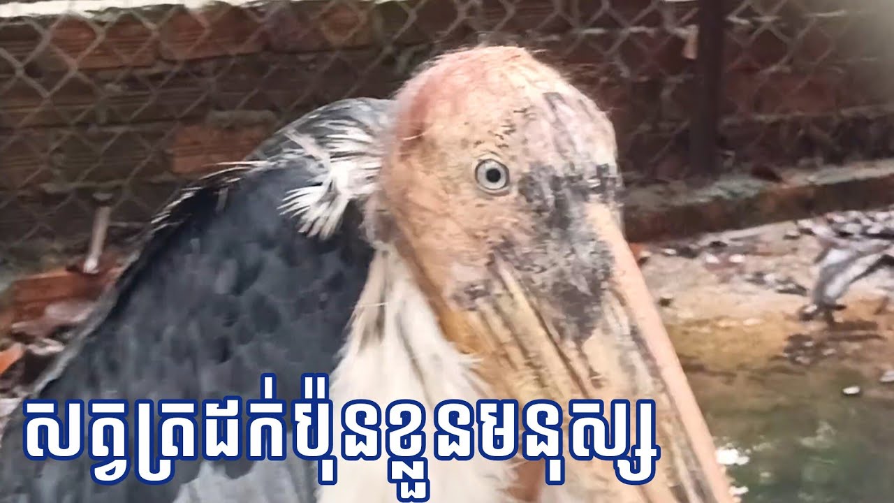 សត្វត្រដក់ប៉ុនខ្លួនមនុស្ស