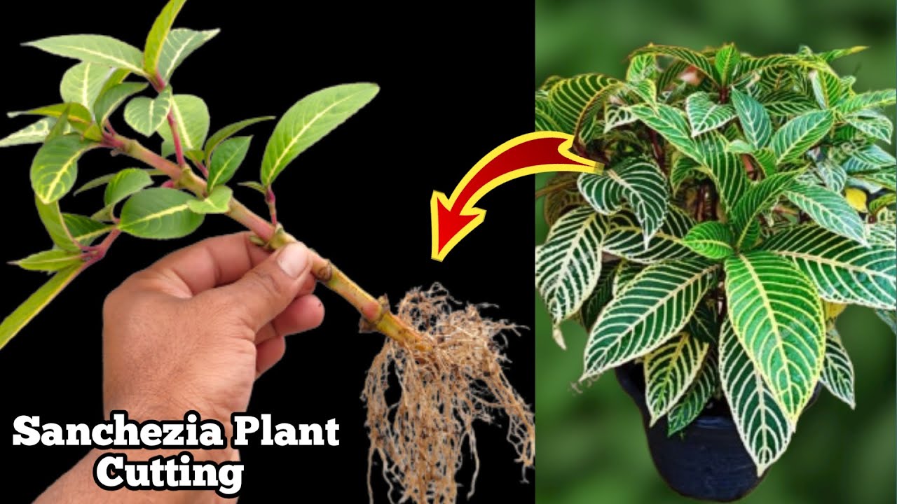 How to grow Sanchezia Plant from cutting .