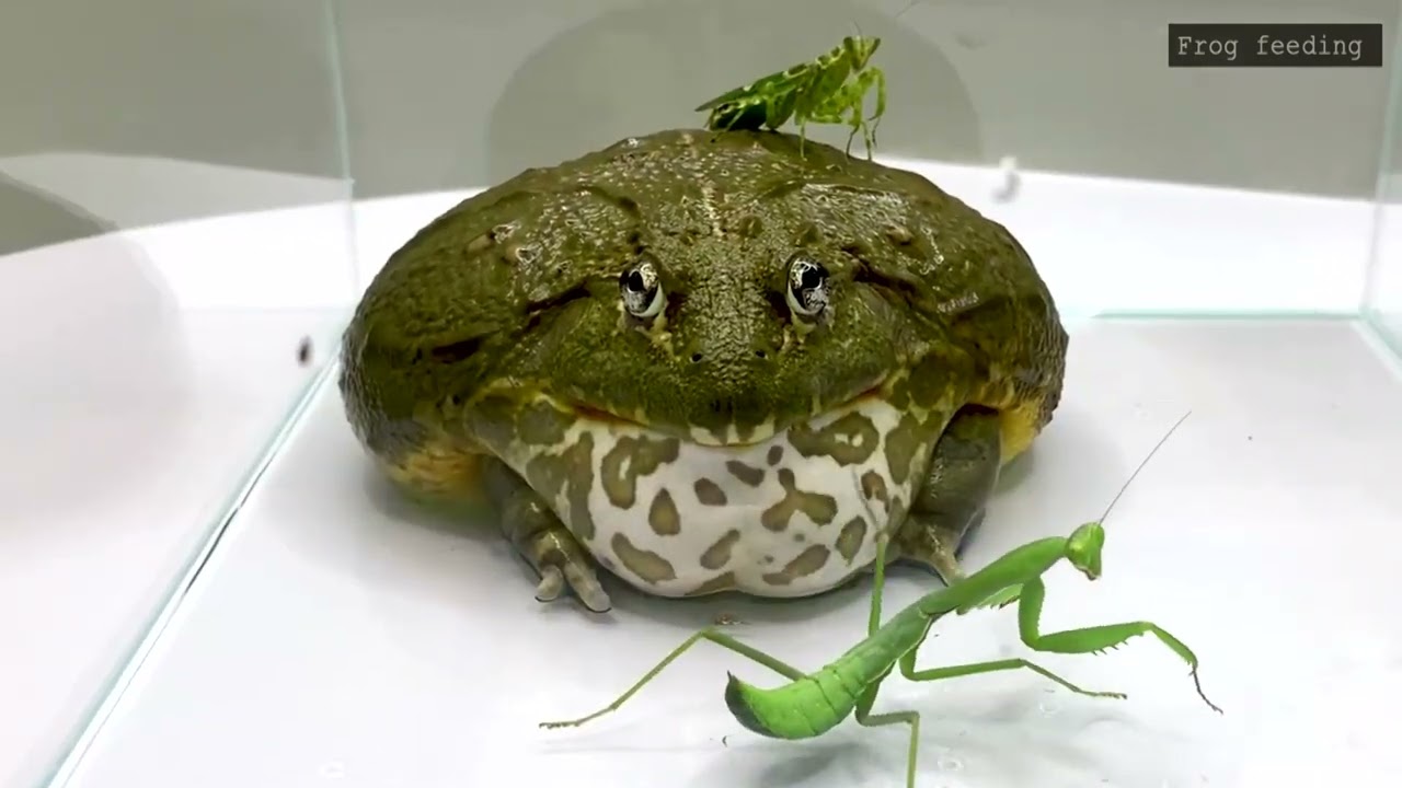 Mortal Battle Of Giant Mantis Vs Pacman Frog is an interesting sight