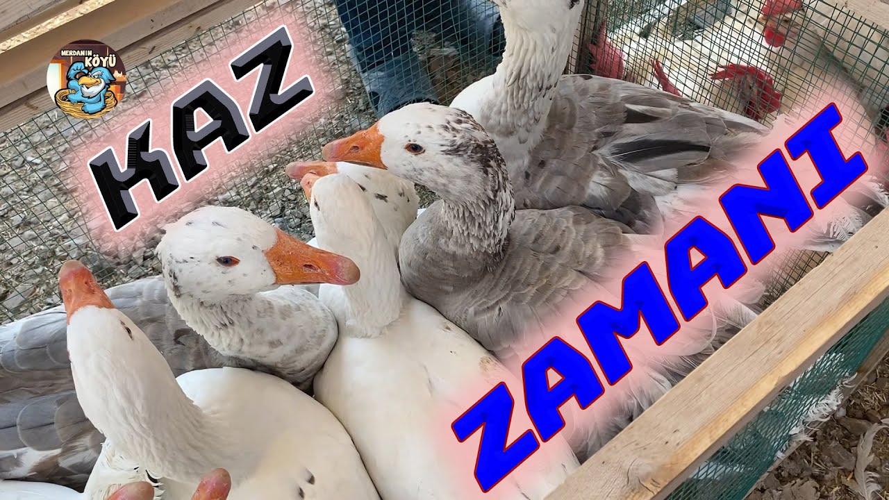Kaz Alacaklar Ka&ccedil;ırmasın   Ankara Tavuk Pazarı
