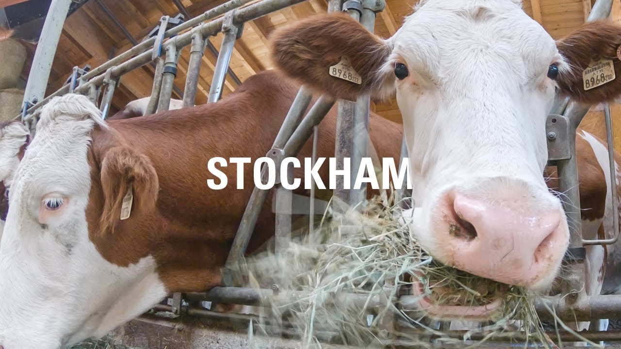 Bio aus dem Tal |  Stockham Kleinarl