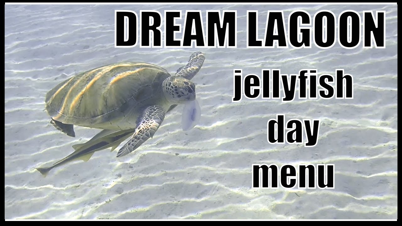 Dream Lagoon & Aquapark Resort turtels