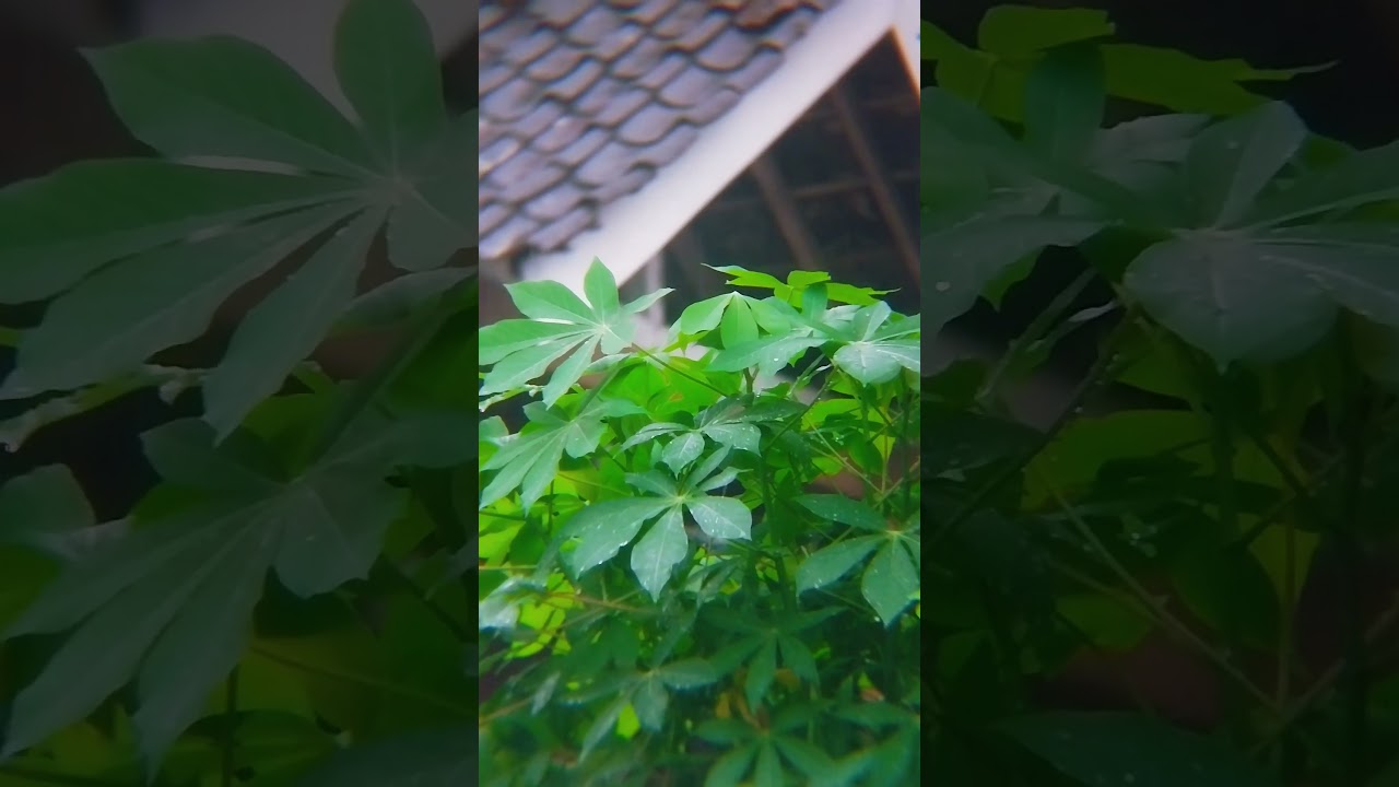 Nature soundscape : Raindrops on leaves 