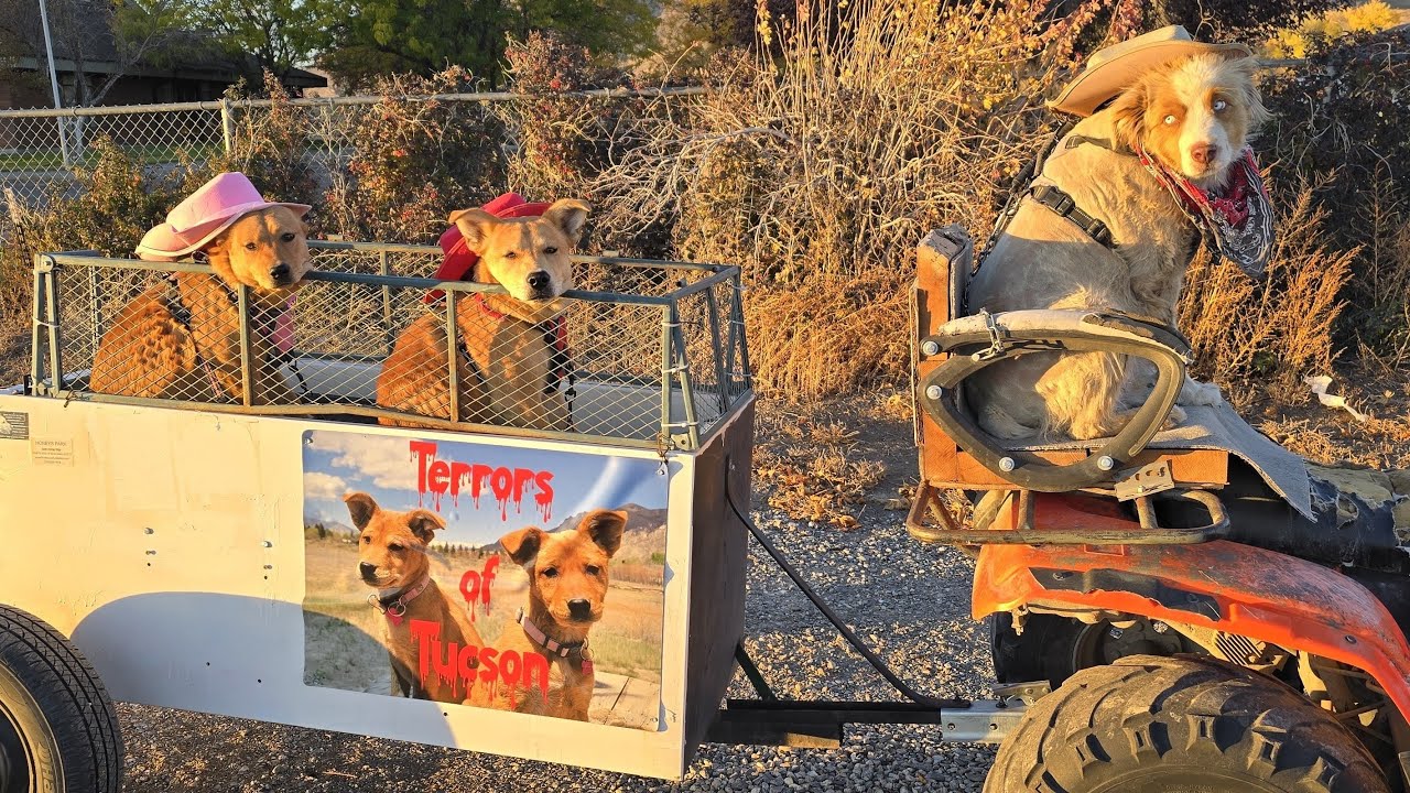 10-18-2025, Honey's Park Dog Transit Authority