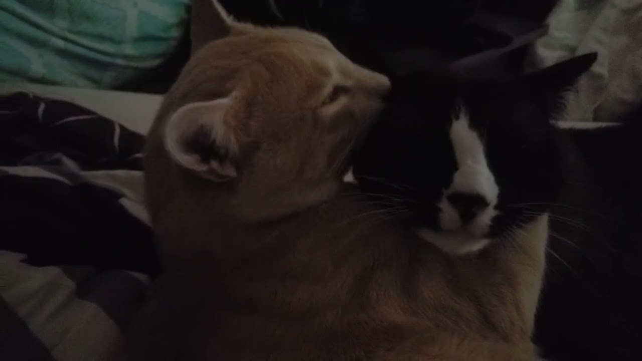 Crazy Cat Laddie - Der Awwww Clash-Cleaning