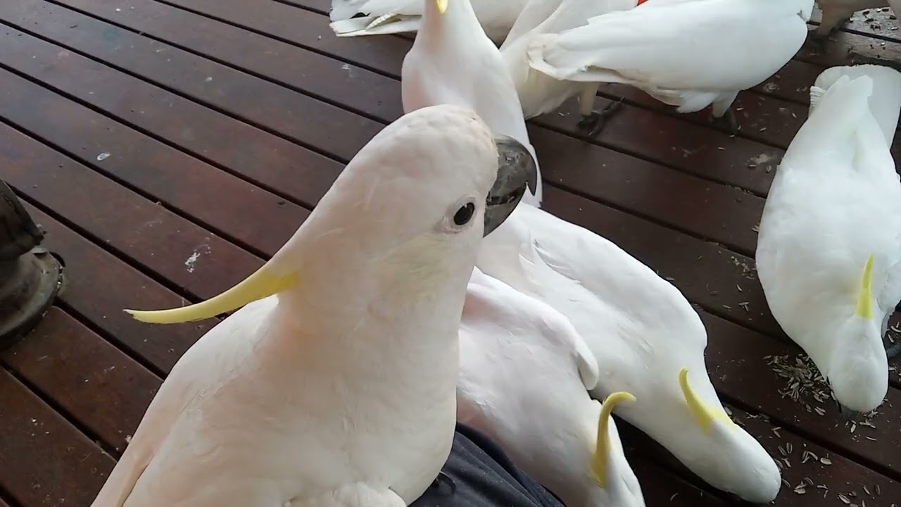 Having a great day with wild cockatoos haveing yummy seeds 