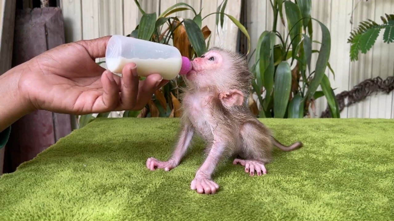 Ad0rable Baby Monkey A Tong Chilli Formula So Lonely