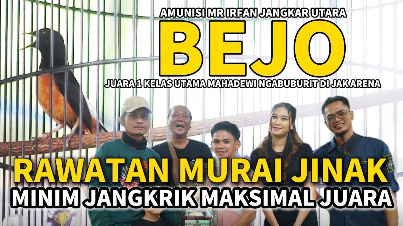 RAWATAN MURAI JINAK BEJO JUARA 1 KELAS UTAMA MAHADEWI NGABUBURIT DI JAK ARENA | SET JANGKRIK RENDAH