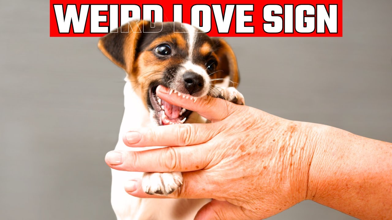 10 Weird Ways Your Dog Says "I Love You" (You’ve Been Missing #6!)