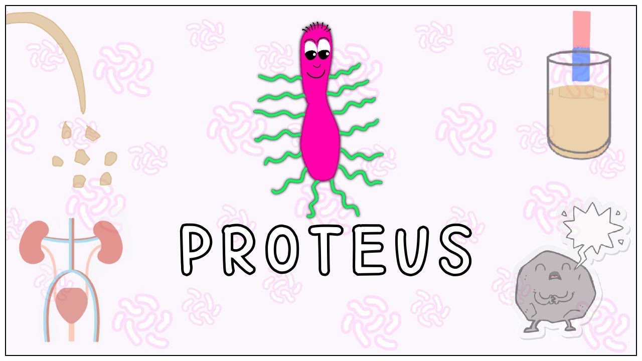 Proteus mirabilis: Morphology, Pathogenesis, Clinical significance, diagnosis (Microbiology)