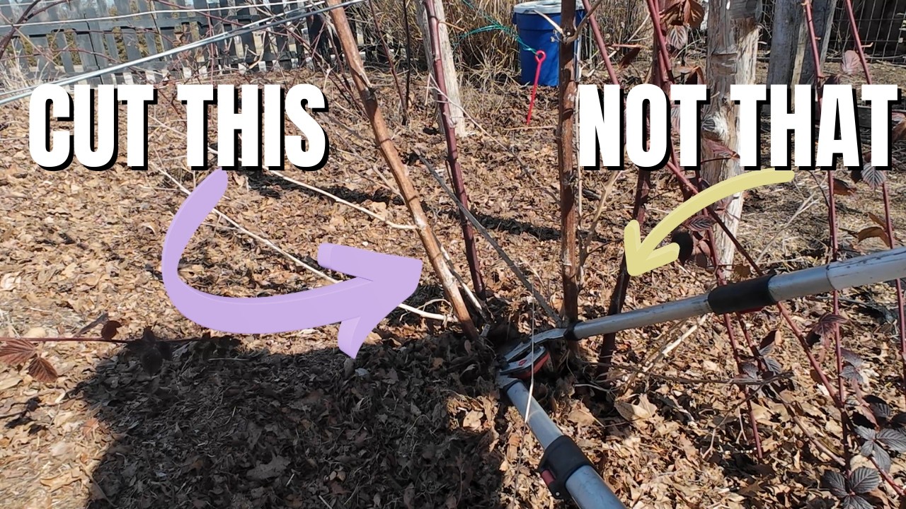 How to Prune Blackberries for Maximum Fruit