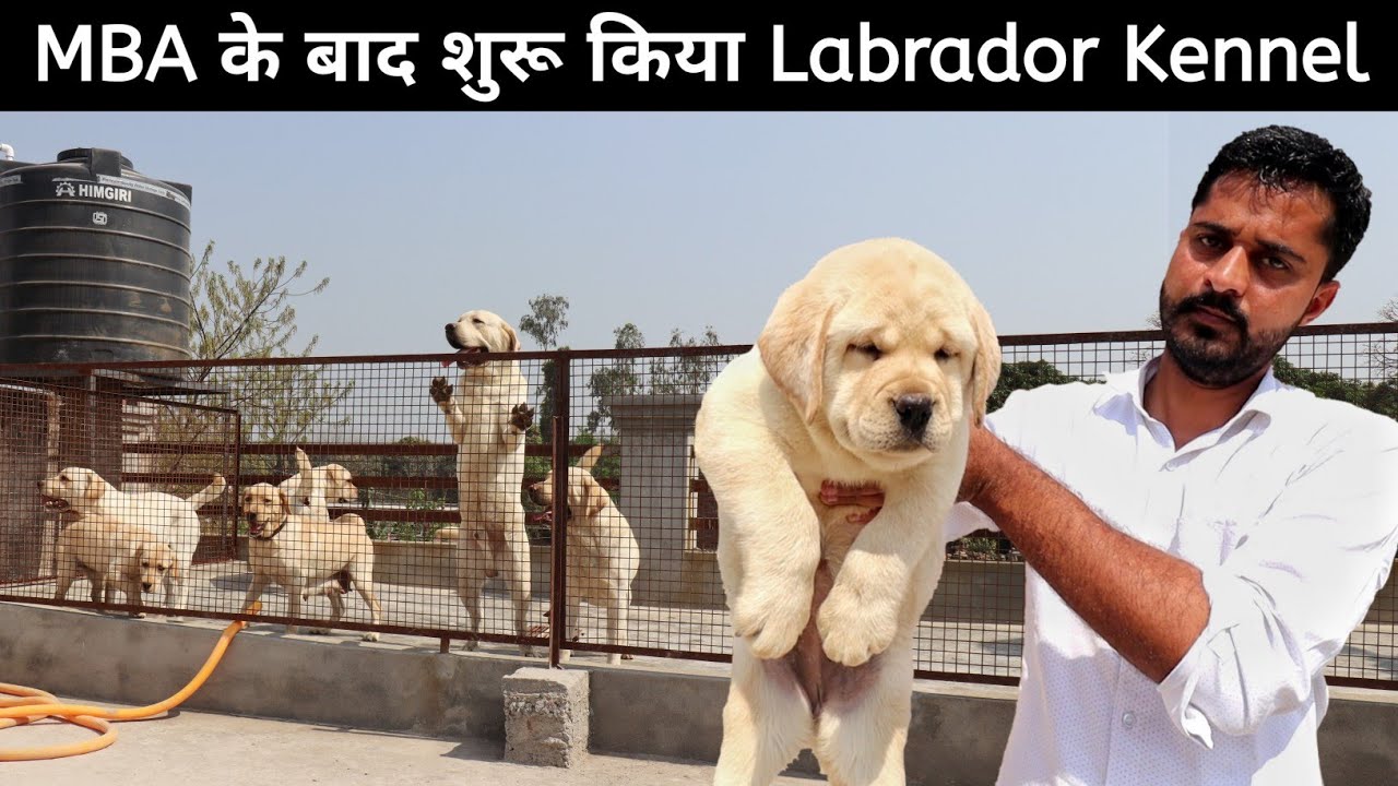 MBA Holder Ka English Labrador Kennel | Labrador Retriever | Steefi Labrador Kennel