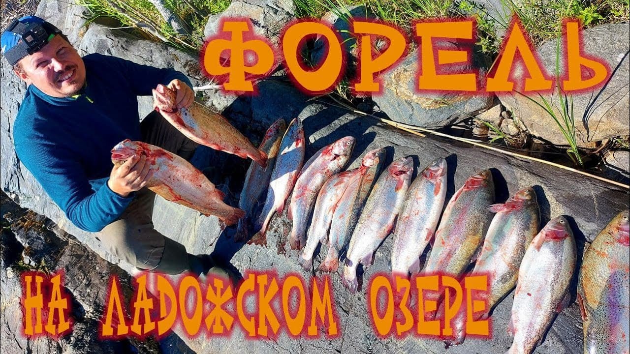 Форель беглянка , бешеные поклевки ФОРЕЛИ