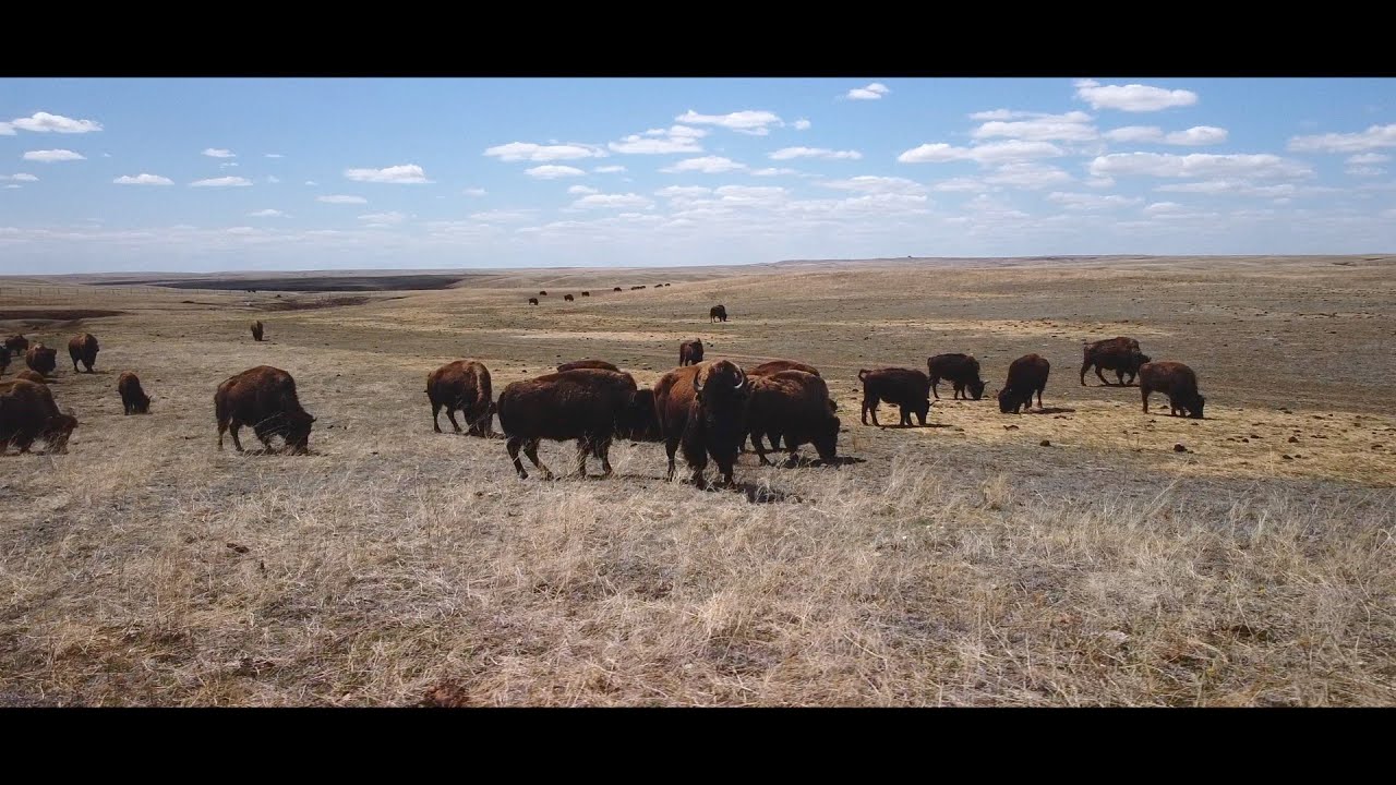 Honoring the Buffalo Treaty at Fort Peck [DOCUMENTARY]