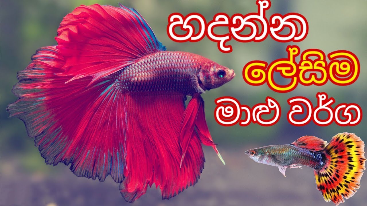 Top 10 Aquarium Fish For Beginners