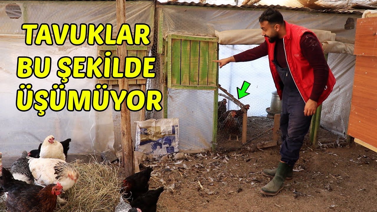 BU İŞ DE TAMAM ! Kafeslerin Özeliği ! Temizlik.. #tavuk #kümes