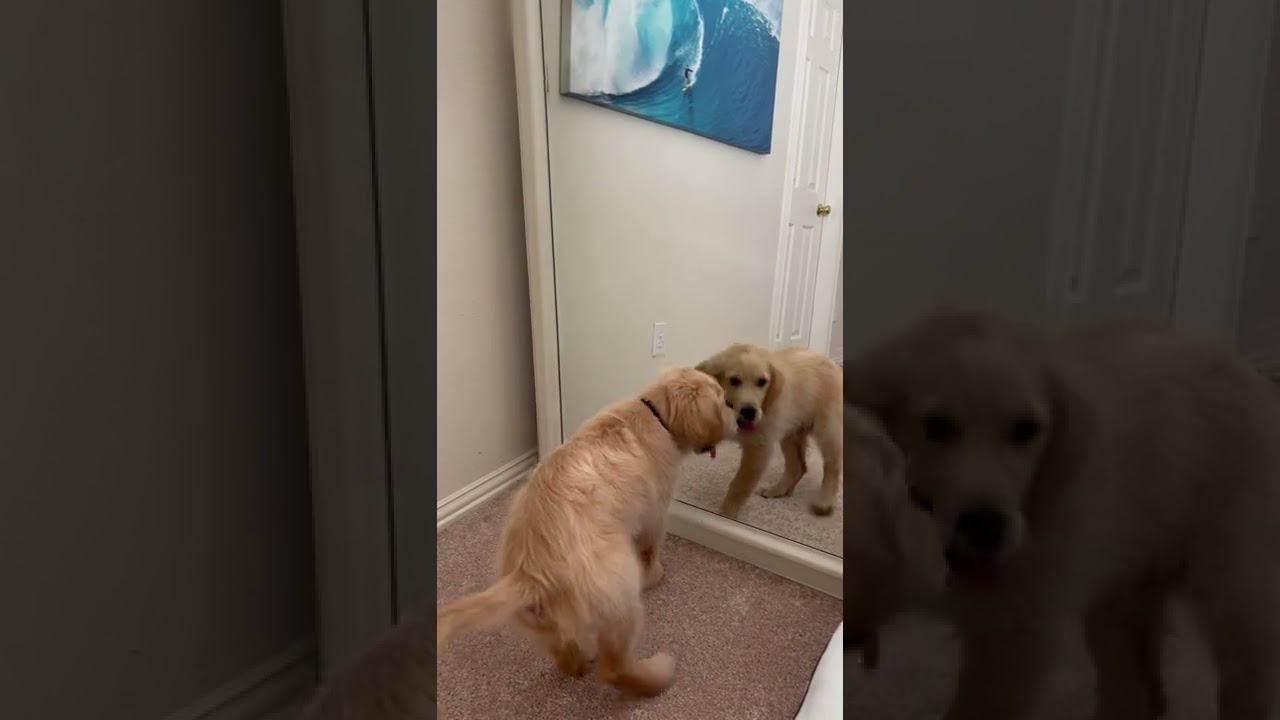 young dog demonstrates poor cognitive skills😬