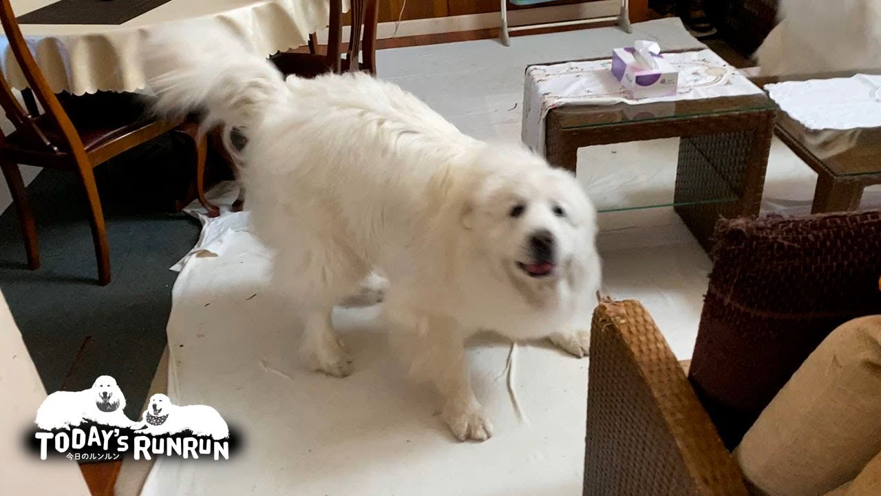 荒ぶってお父さんにワンプロをしかけるルンルンです　Great Pyrenees　グレートピレニーズ