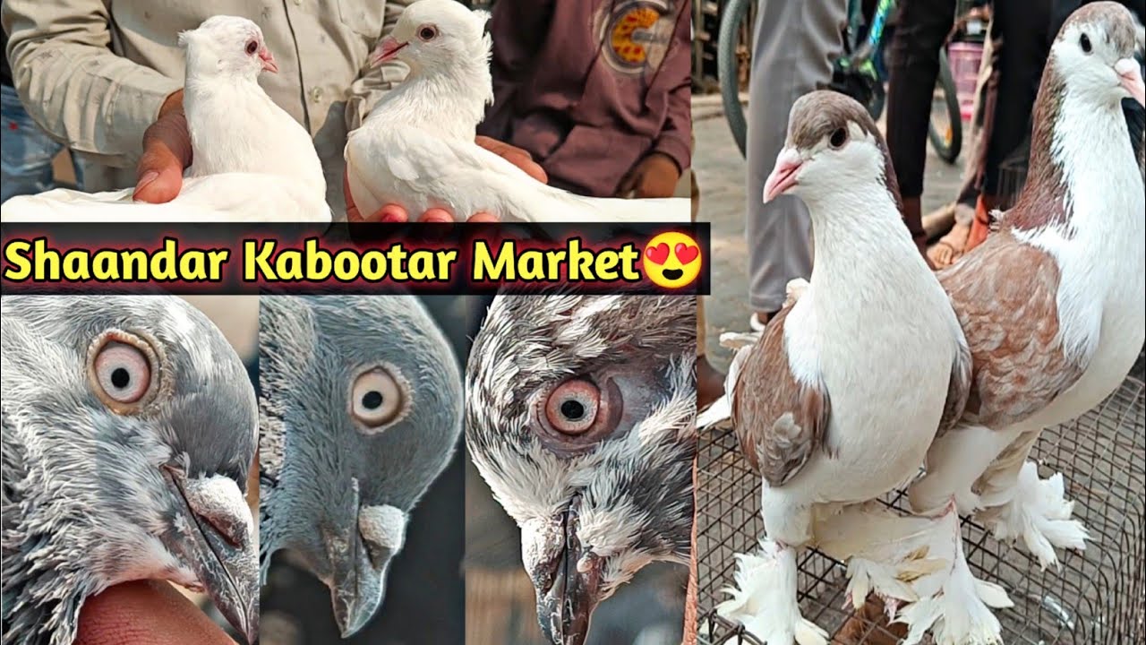 Nagpur Kabootar Market 2025 | Best Pigeon Collection