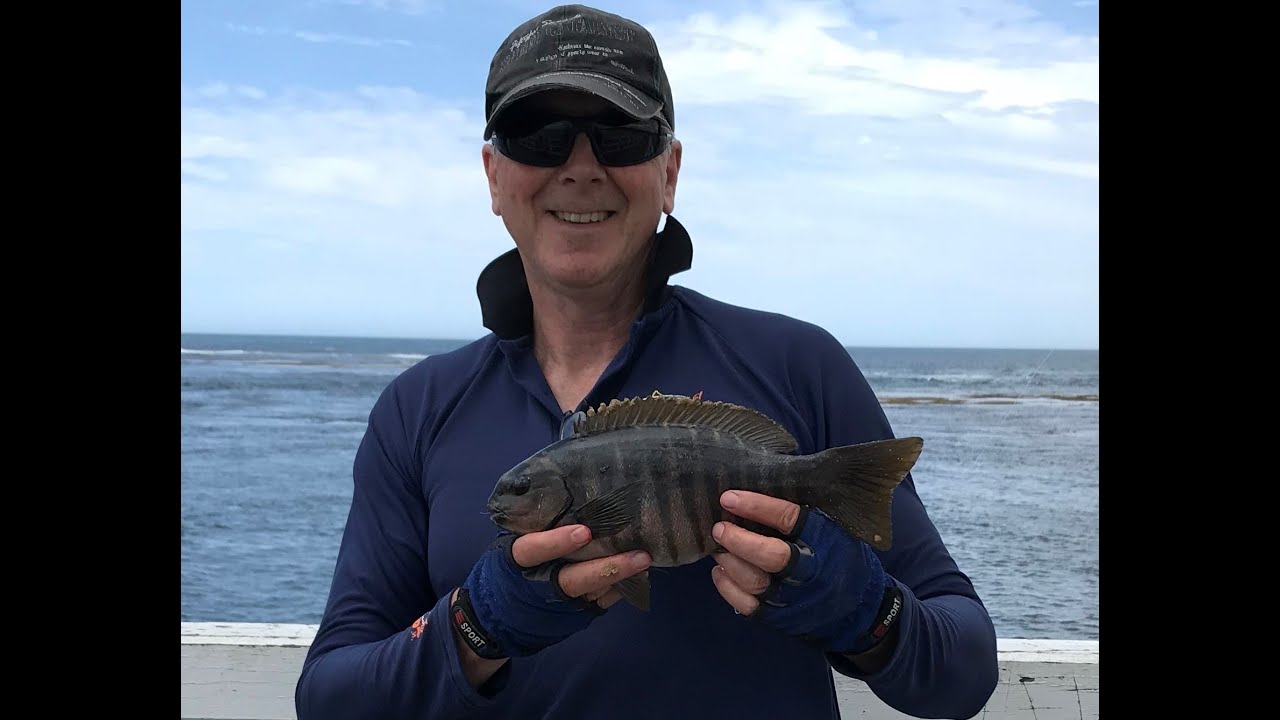 Fishing Point Lonsdale Pier plenty of bites