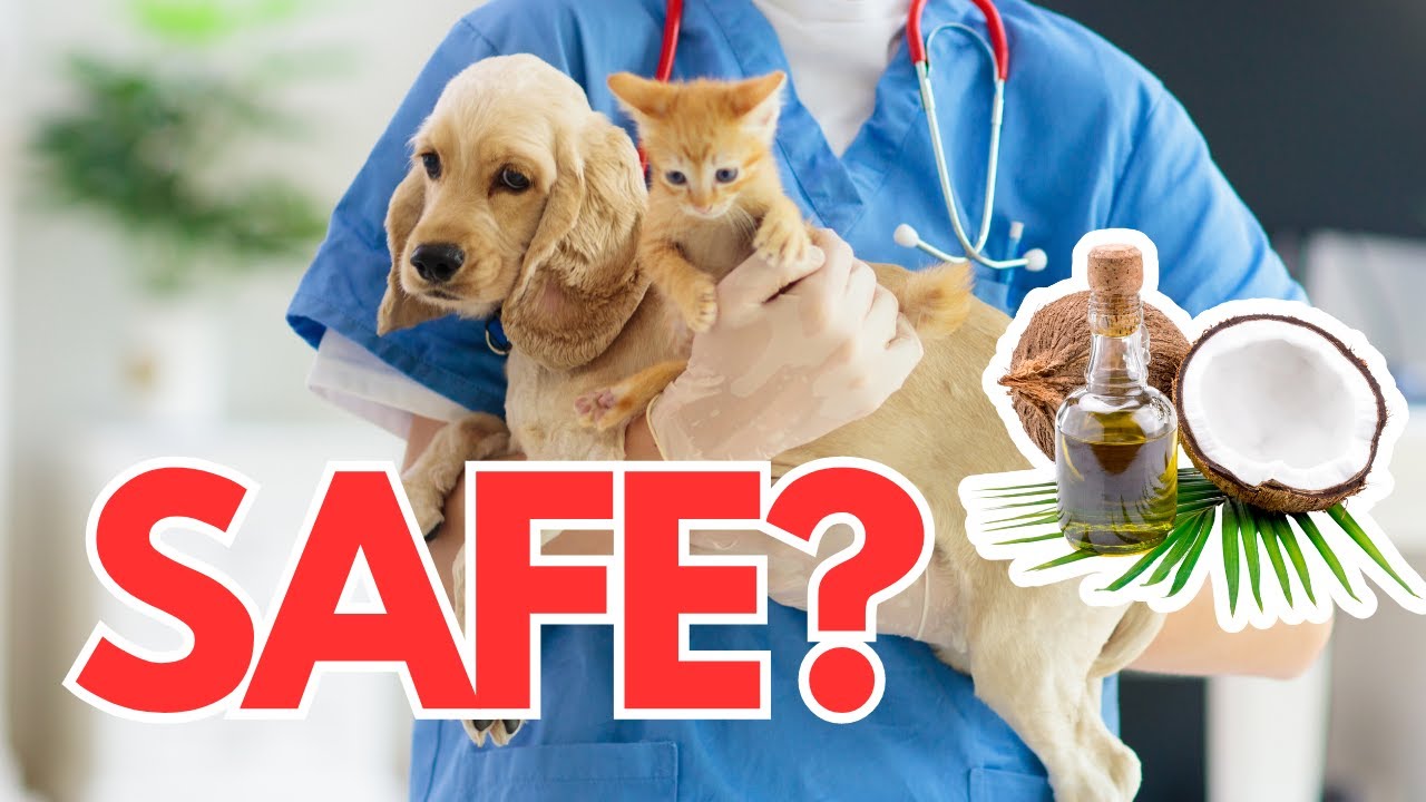 Coconut Oil for Dogs: The Ultimate Guide for Healthy and Happy Pets