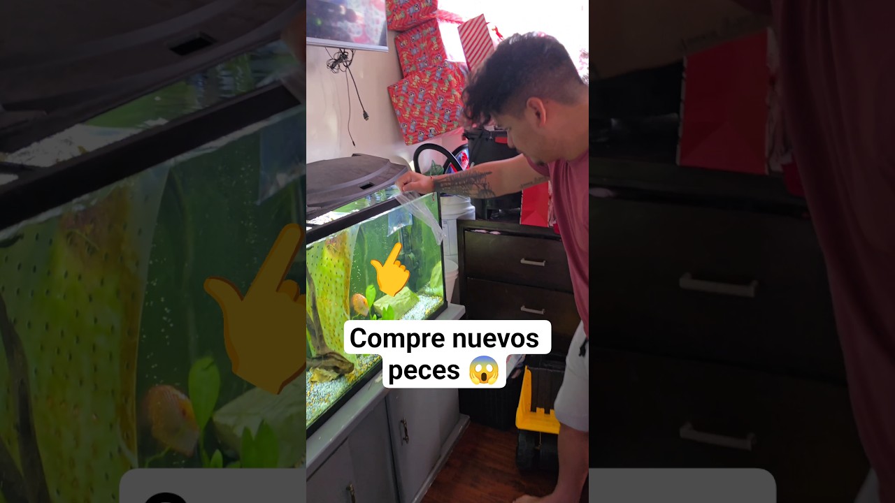 😱nuevos peces para el acuario💰 