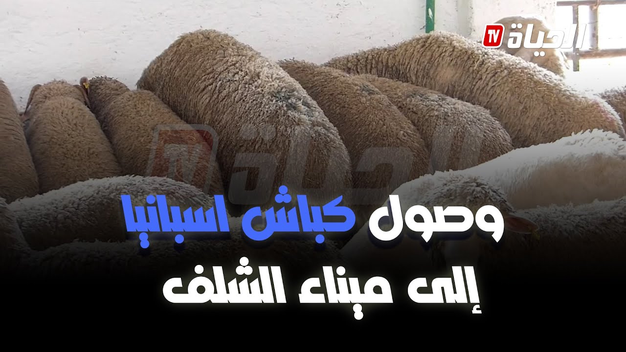 وصول الكباش المستوردة من إسبانيا إلى ميناء تنس الشلف من ثم إلى الحجر الصحي بمنطقة الهواورة