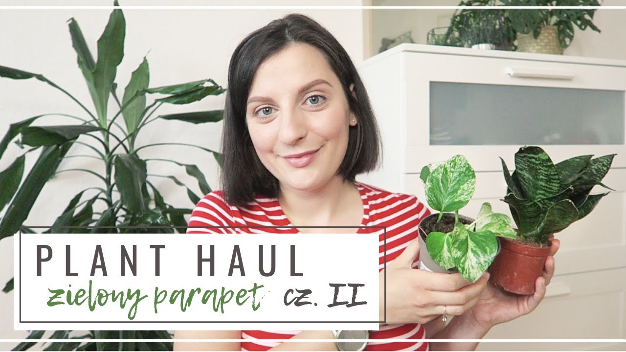 PLANT HAUL | Zamowienie z zielony-parapet.pl cz.II