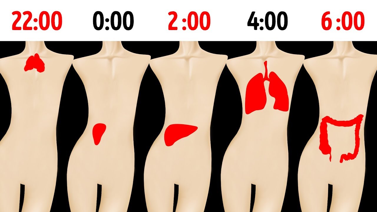 Por Que você sempre acorda no mesmo horário todas as noites?