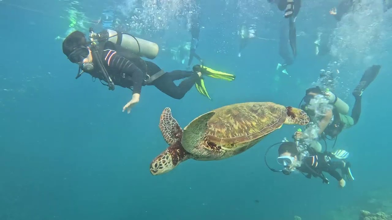 2026.02.28 05 DSD BEACH DIVESTORY MOALBOAL