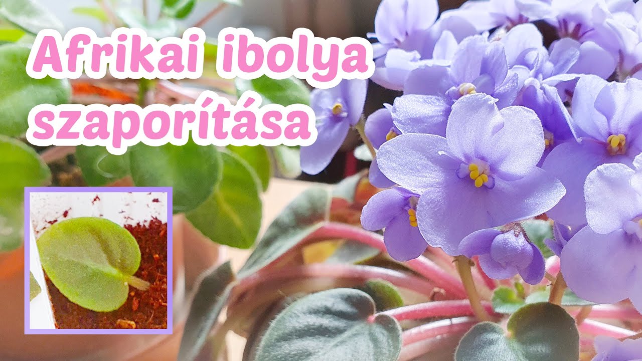 Afrikai ibolya szaporítása levéldugványozással | Fokföldi ibolya szaporítása levélről