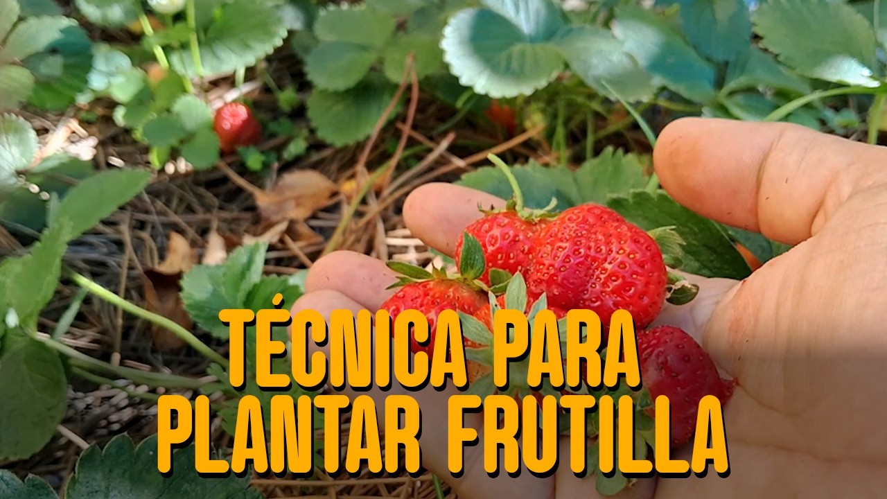 LA HUERTA DE PIPO - Técnica para plantar frutillas