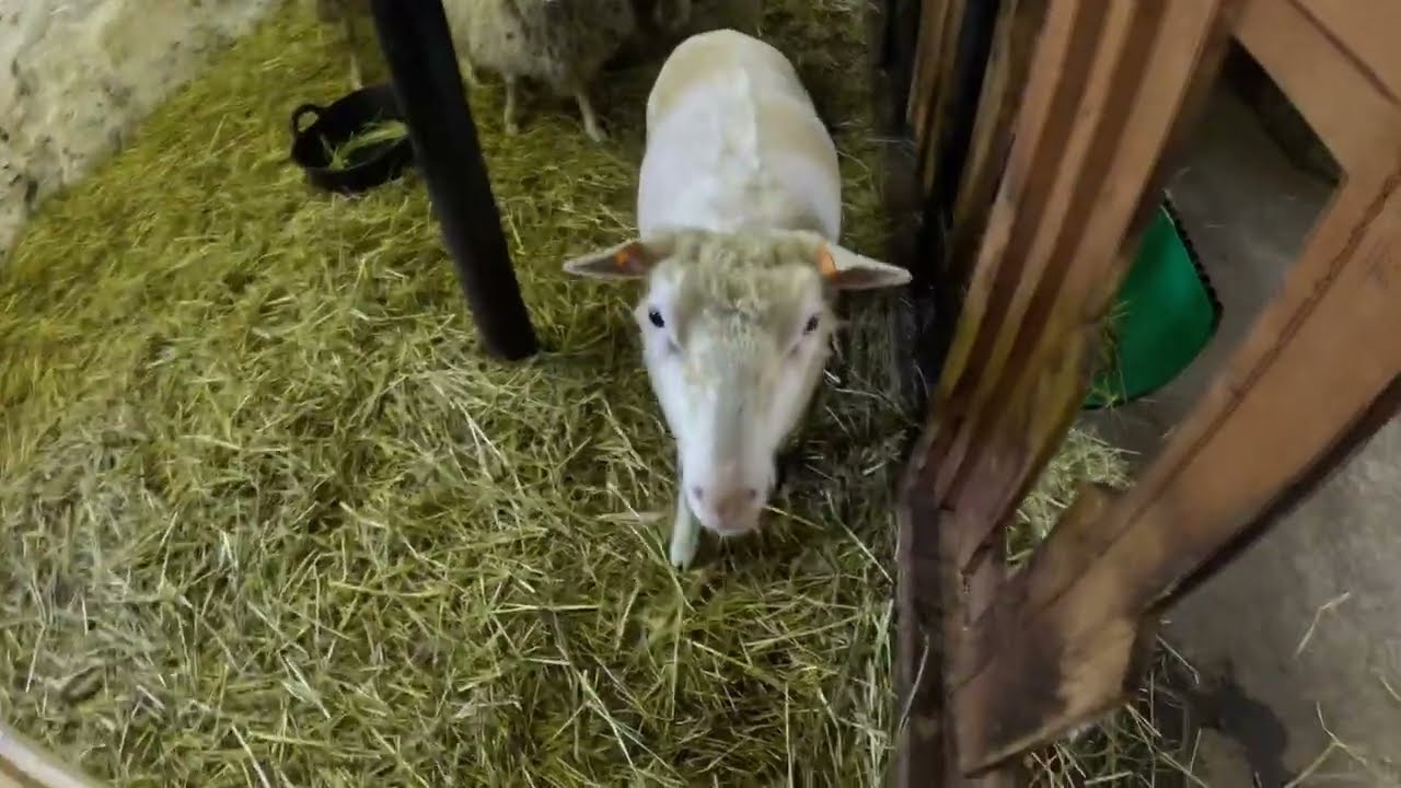 Lampaan sorkanhoito ja loishäätö. Hoof care and parasite removal of cheep.