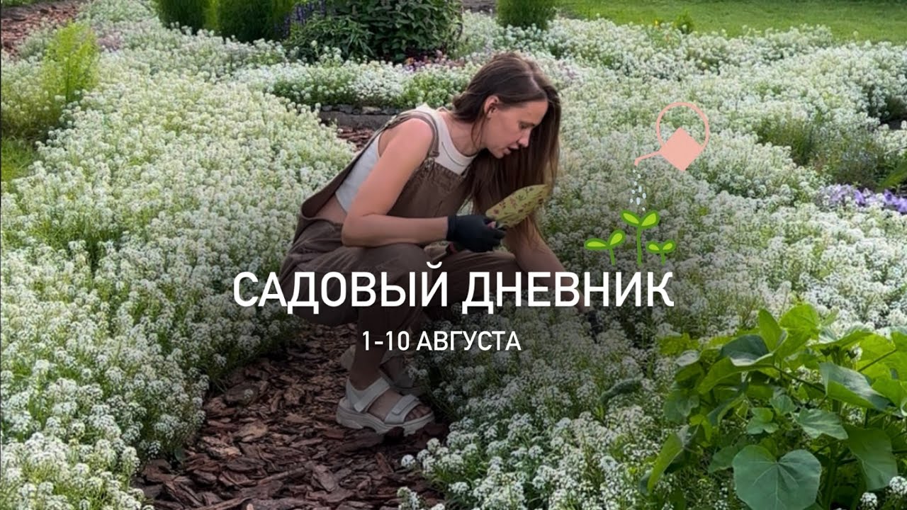 ИСТОРИЯ МОЕГО САДА #13 Садовый дневник 1-10 августа ; как красиво посадить сидераты