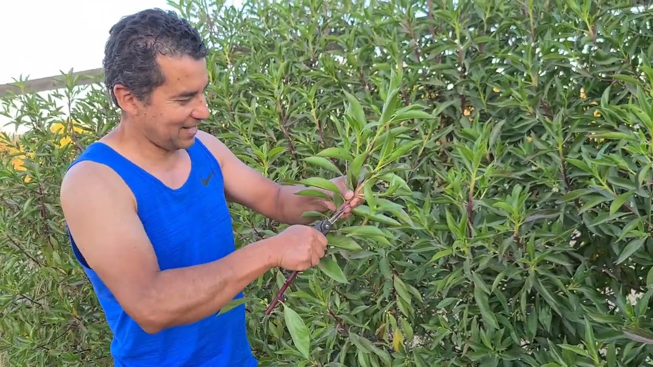Cómo reproducir Mioporo fácilmente 🌿 | Método casero paso a paso