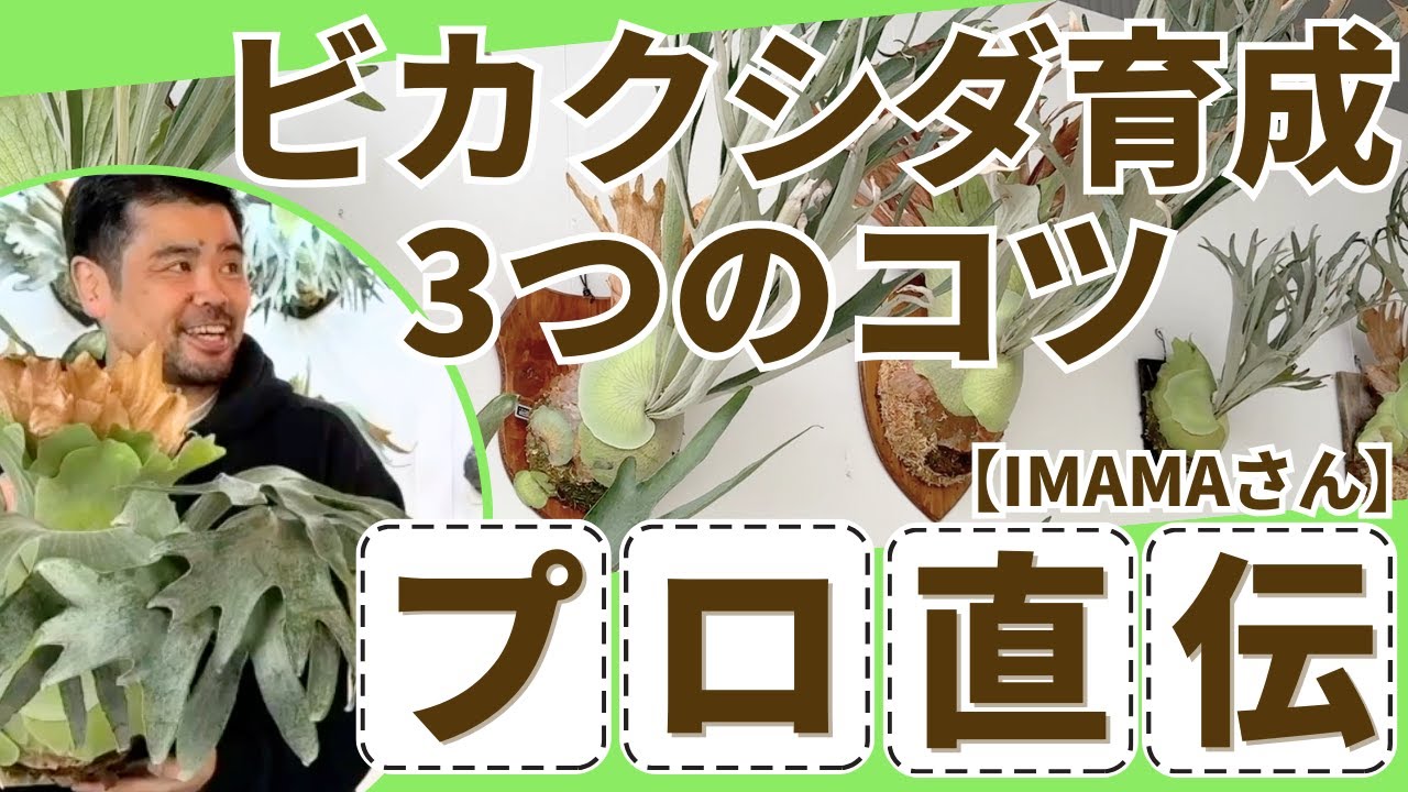 【IMAMA&times;有吉園芸】初心者がやりがちなNG3選！ビカクシダが激変する育て方🌿