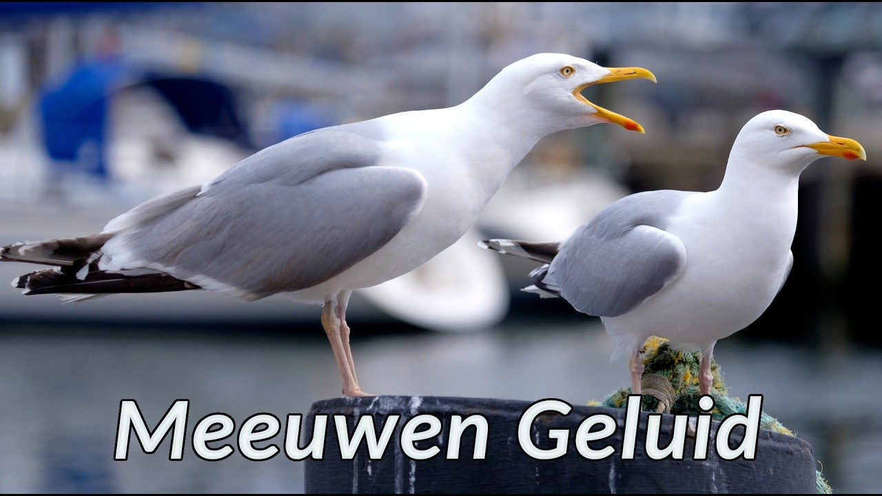 Meeuwen Geluid - de geluiden die een meeuw maakt