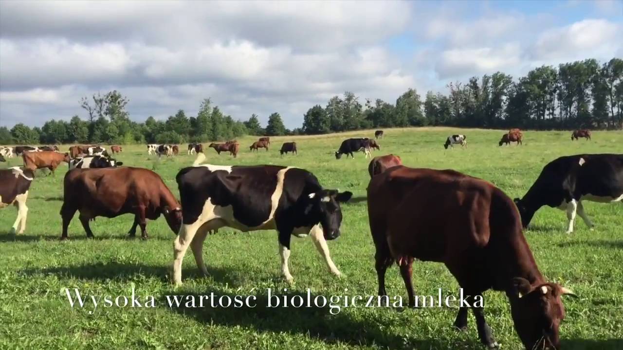 Bydło Zachowawcze polska czerwona i nizinna czarno-biala w PAN