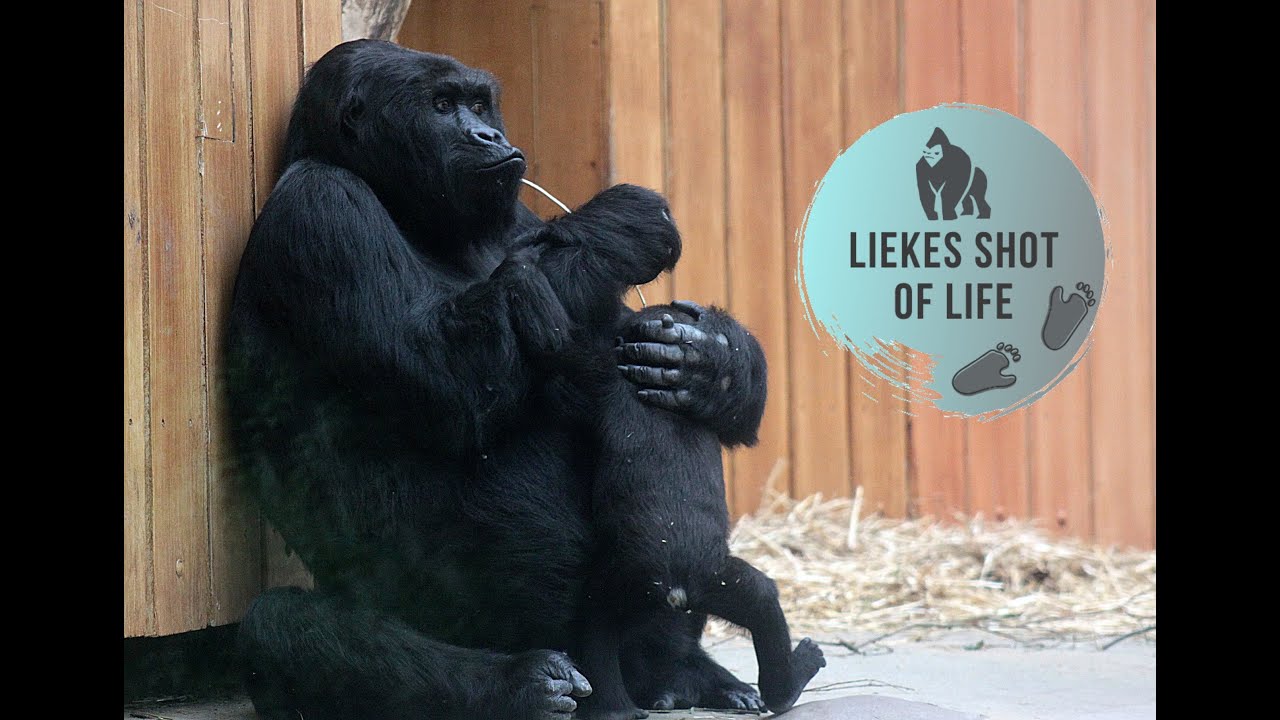 GORILLA THANDIE AND HER AUNTIE AMAHORO