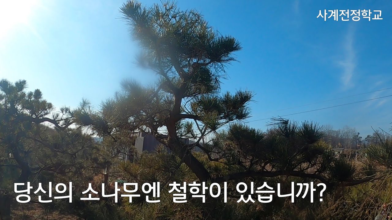 당신의 소나무엔 철학이 있습니까? #286사계전정학교 작업 26 02 15