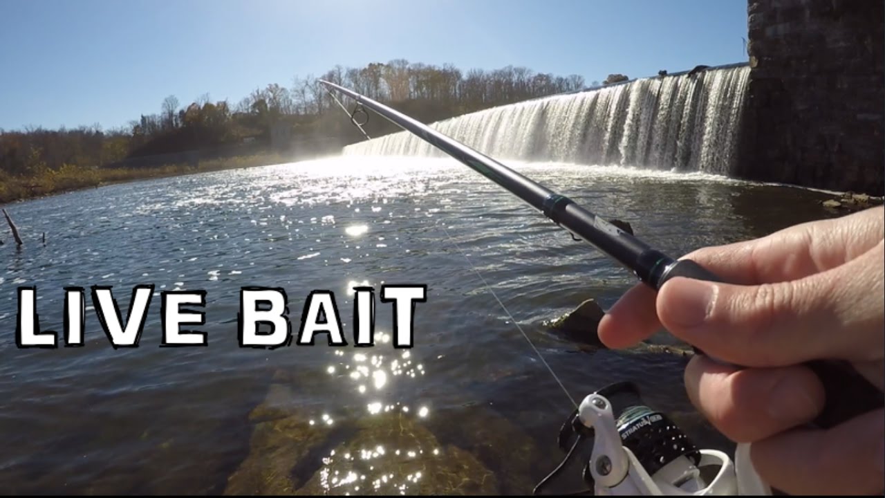 Live Minnow Bass Fishing