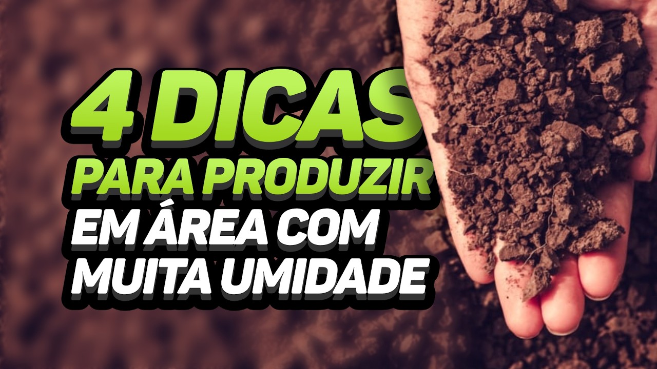4 DICAS PARA PRODUZIR EM ÁREA COM MUITA UMIDADE