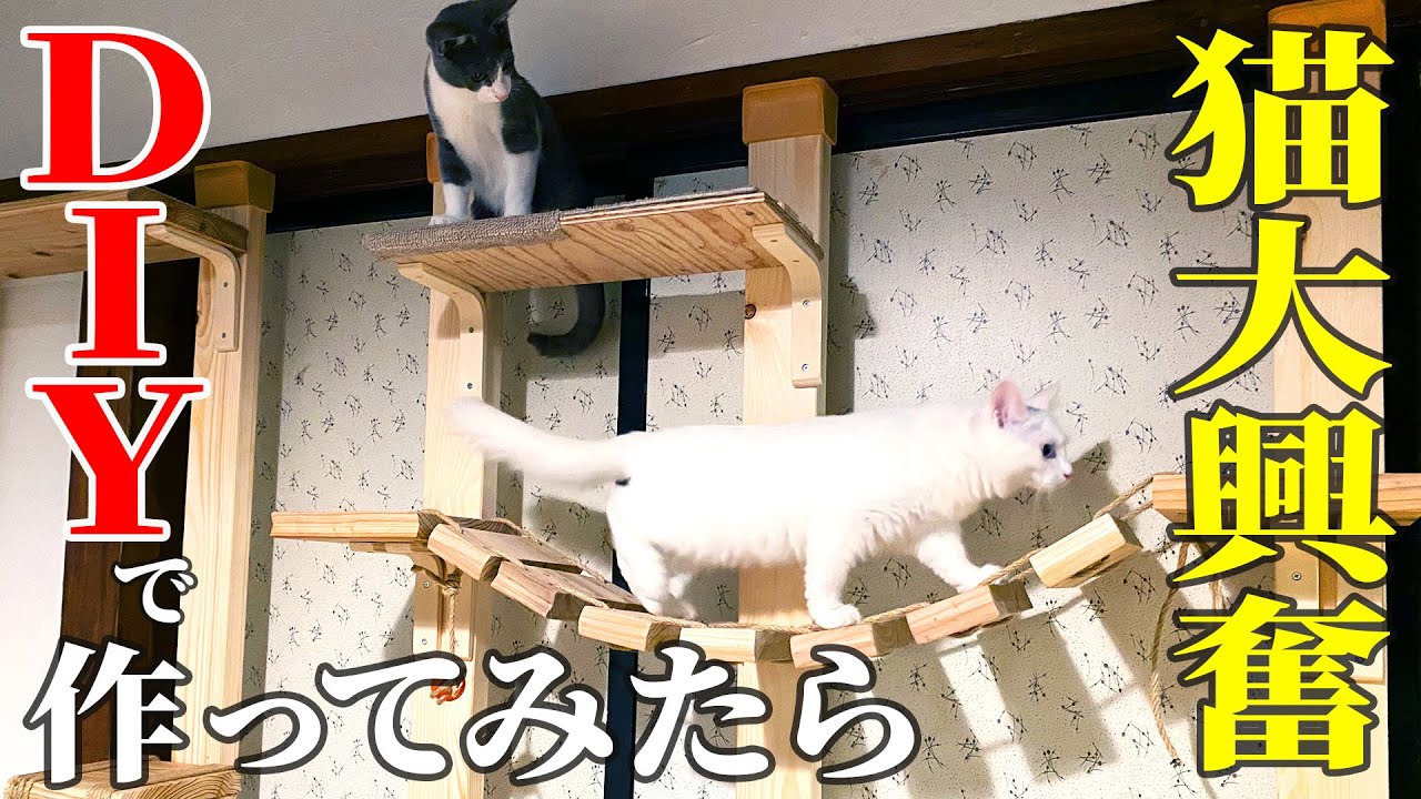 【保護猫】DIYでキャットウォークを作った結果、子猫が大喜びでかわいすぎました。【第15話】