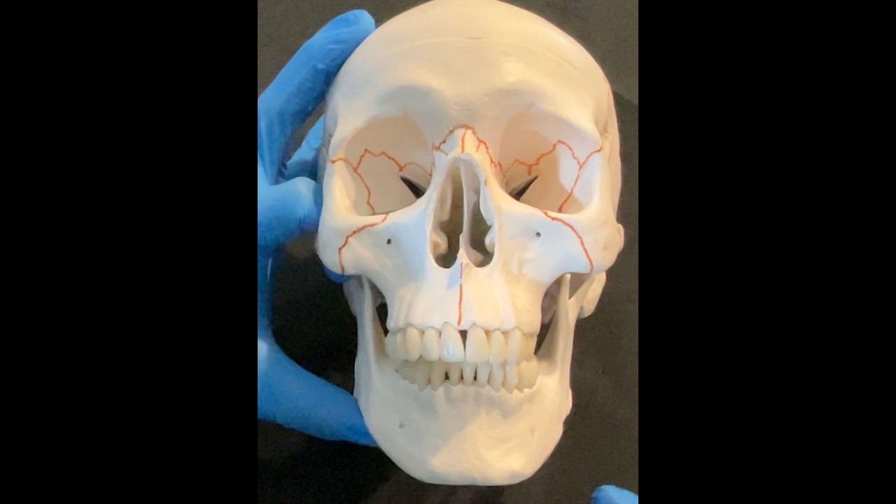 Human Teeth and Gingiva innervation
