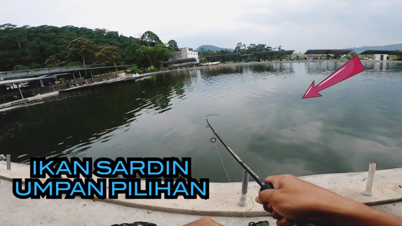 UMPAN SARDIN TERNYATA MENJADI_Kolam Air Masin MV Langat