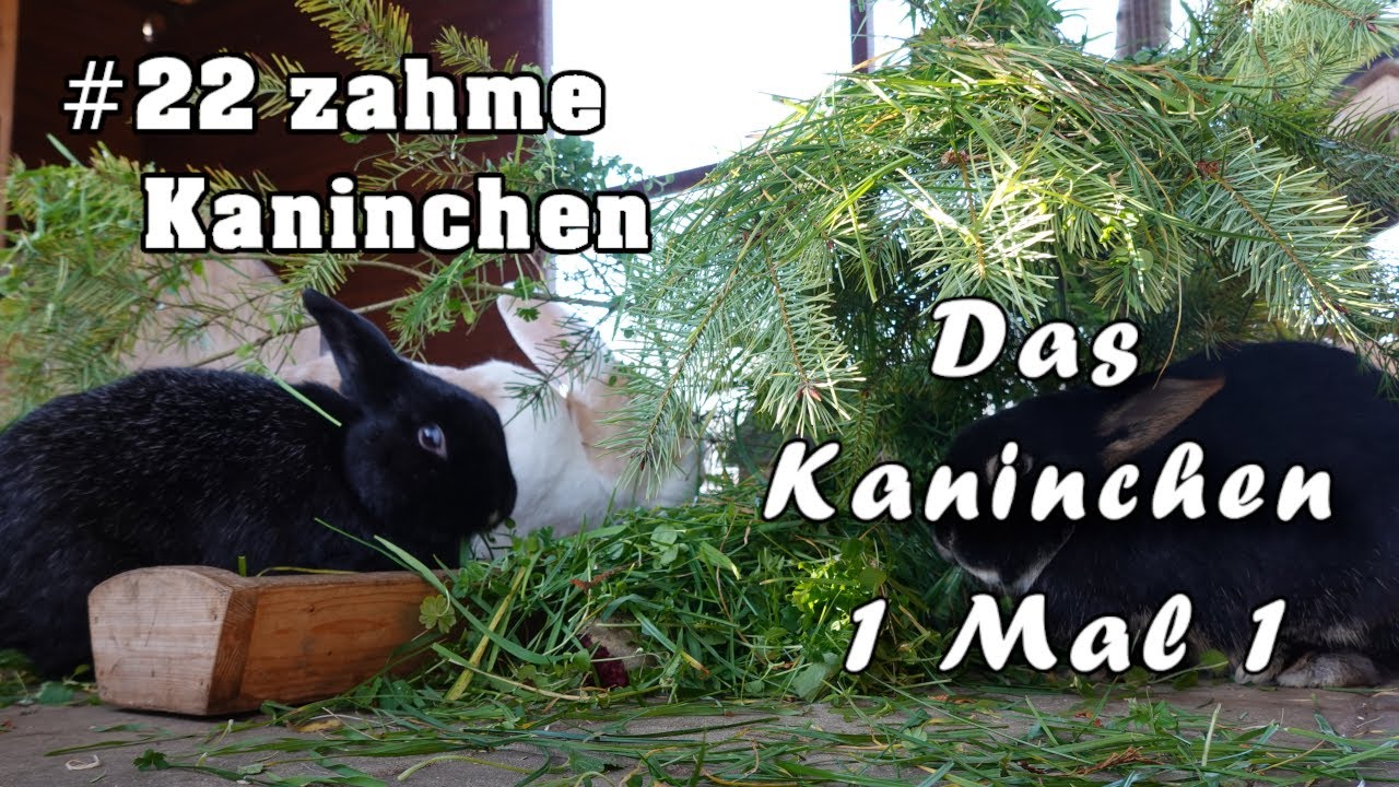 Kaninchen zähmen bzw. zutraulich machen, geht das überhaupt?