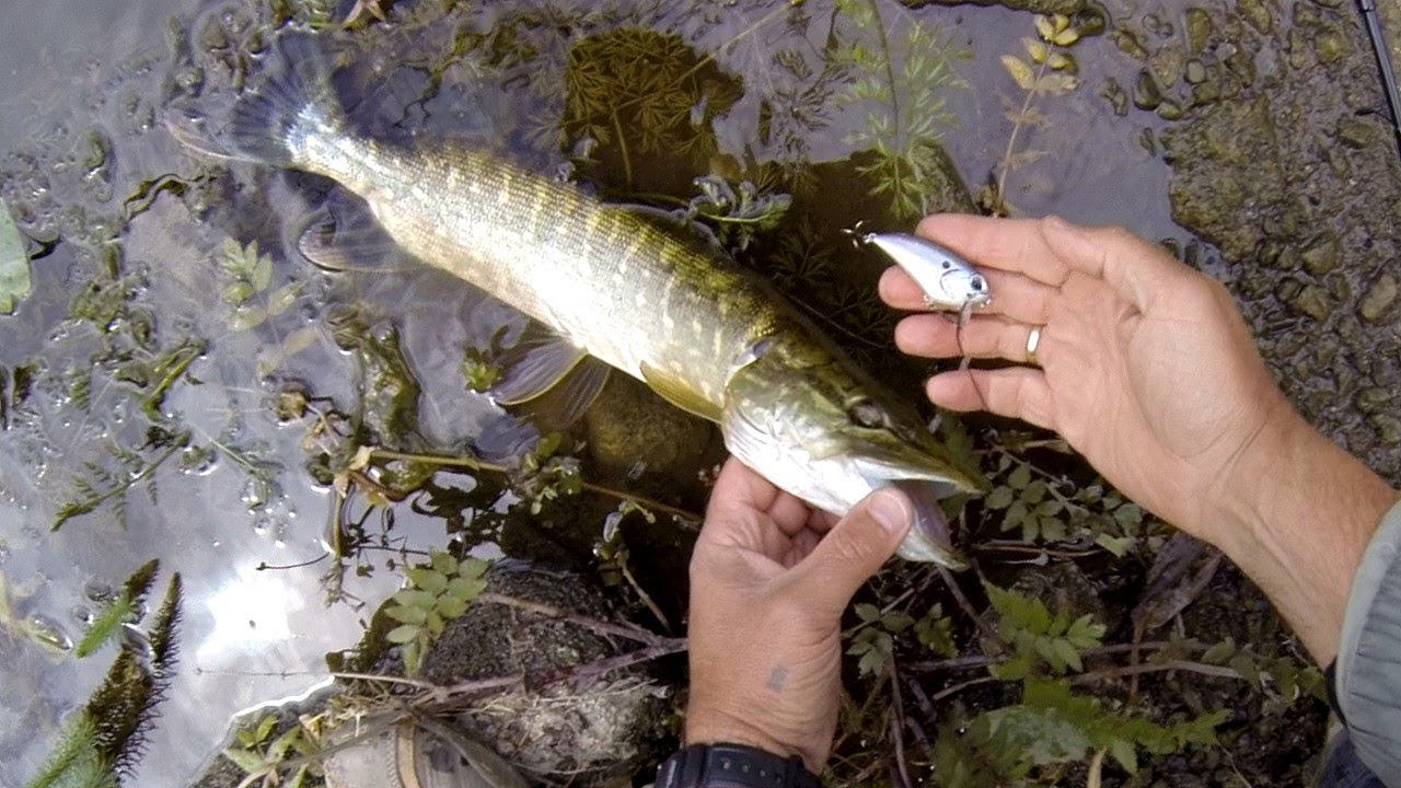 Fishing: catching pike & perch with DUO lures. Рыбалка: щука и окунь на воблер.
