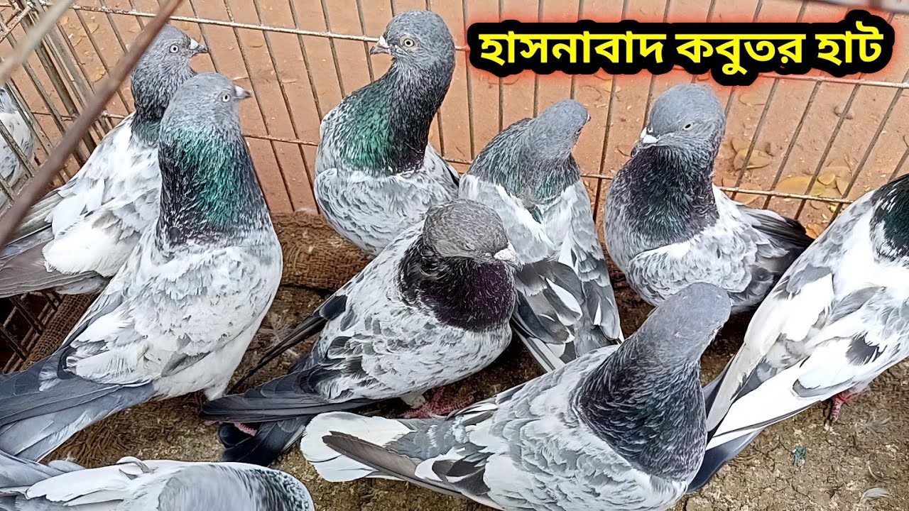 হাসনাবাদ কবুতর হাট ১৮-০২-২০২৬ | Kobutor hat | Today pigeon market in bd | Hasnabad kobutor hat bd 