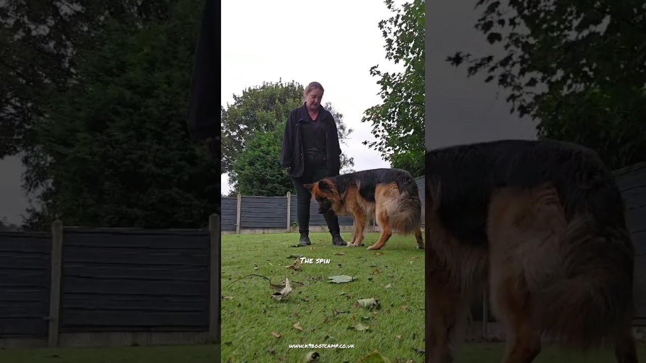 Owner update on the advanced/competitive obedience training!